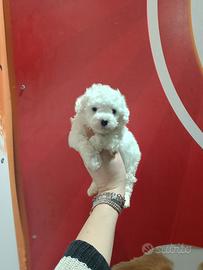 Barboncino Toy White Femmina