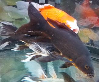 Tre Butterfly Koi 28 e 13 cm