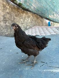 Pulcini australorp