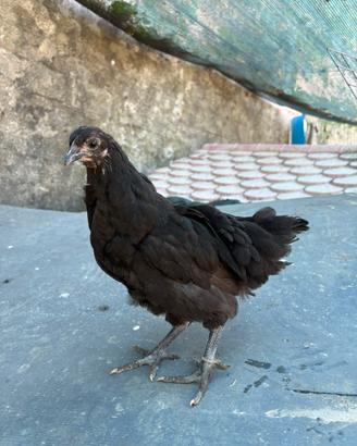 Pulcini australorp