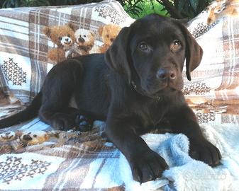 Cuccioli labrador chocolate