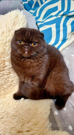 Femmina scottish fold chocolate