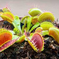 piante carnivore Dionaea e drosera