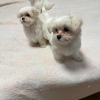 Cuccioli di MalteseToy