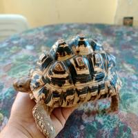 Tartaruga pardalis maschio