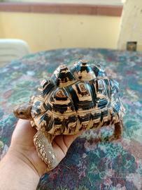 Tartaruga pardalis maschio