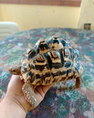 Tartaruga pardalis maschio