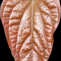 Anthurium baby Radicans x Luxurians