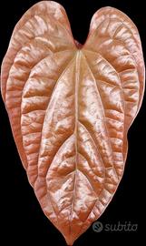 Anthurium baby Radicans x Luxurians