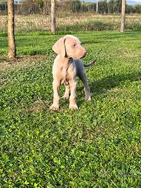 Cuccioli weimaraner grigio argento