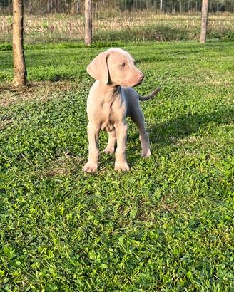 Cuccioli weimaraner grigio argento