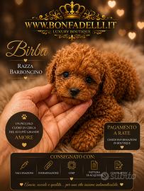 Cucciola barboncino red