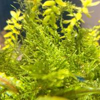 Muschio per acquario
