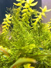 Muschio per acquario