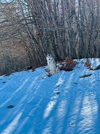 Siberian Husky disponibile per monte