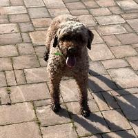 Lagotto romagnolo