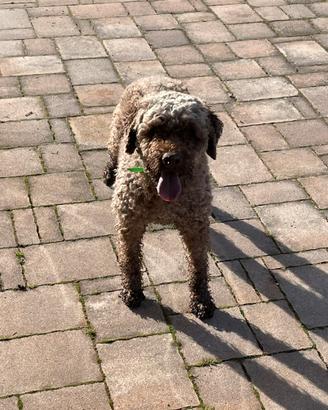 Lagotto romagnolo