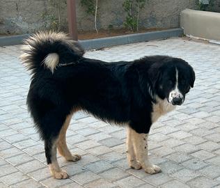 Pastore Asia centrale