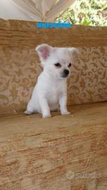 Chihuahua Toy
