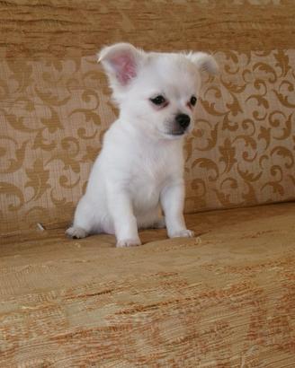 Chihuahua Toy