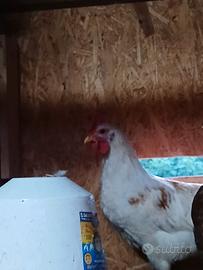 Galline