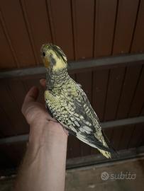 Calopsitta novella
