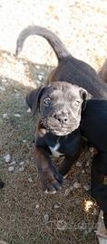 Cane corso cuccioli