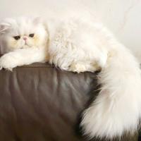 Gatto maschio persiano ipertipico puro