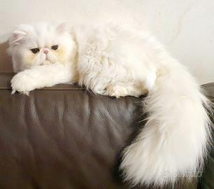 Gatto maschio persiano ipertipico puro