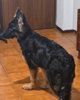 Pastore tedesco femmina 7 mesi