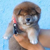 Meraviglioso cucciolo Shiba