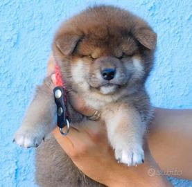 Meraviglioso cucciolo Shiba