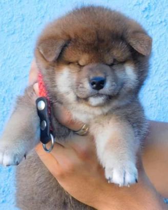 Meraviglioso cucciolo Shiba