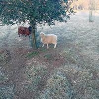 Pecora nana d'Ouessant