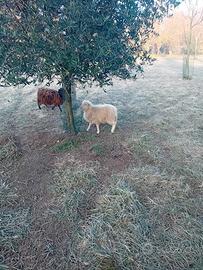 Pecora nana d'Ouessant