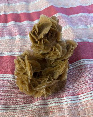 Rosa del deserto