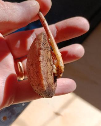 piante di avocado 