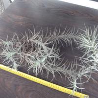 Tillandsie Bergeri molto grandi