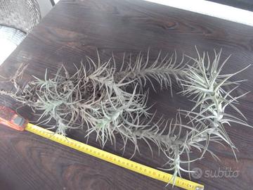 Tillandsie Bergeri molto grandi