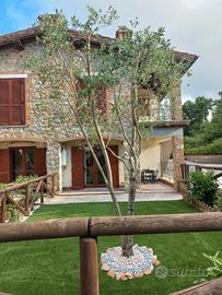 Saturnia house