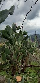 Terreno agricolo