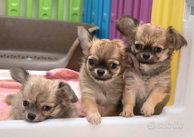 chihuahua cucciolo con pedigree 