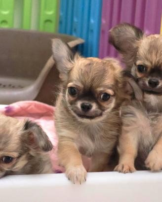 chihuahua cucciolo con pedigree 