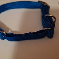 collarino con targhetta nuova