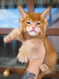 Maine Coon