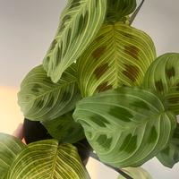 Maranta Kerchoveana variegata