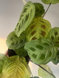 Maranta Kerchoveana variegata