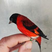 Cardinalini