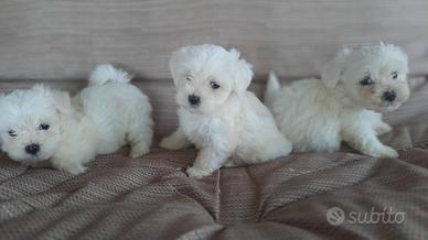 Maltese Cuccioli