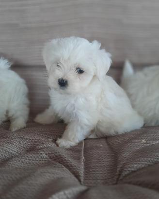 Maltese Cuccioli